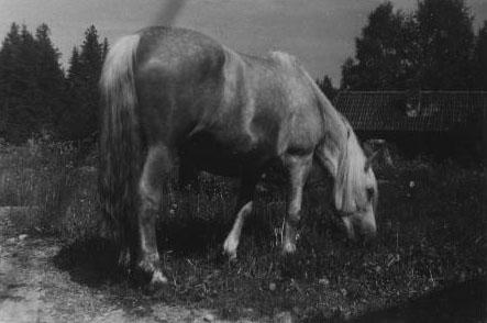 bild166.jpg - Bäckavallen - Vårums häst? :)